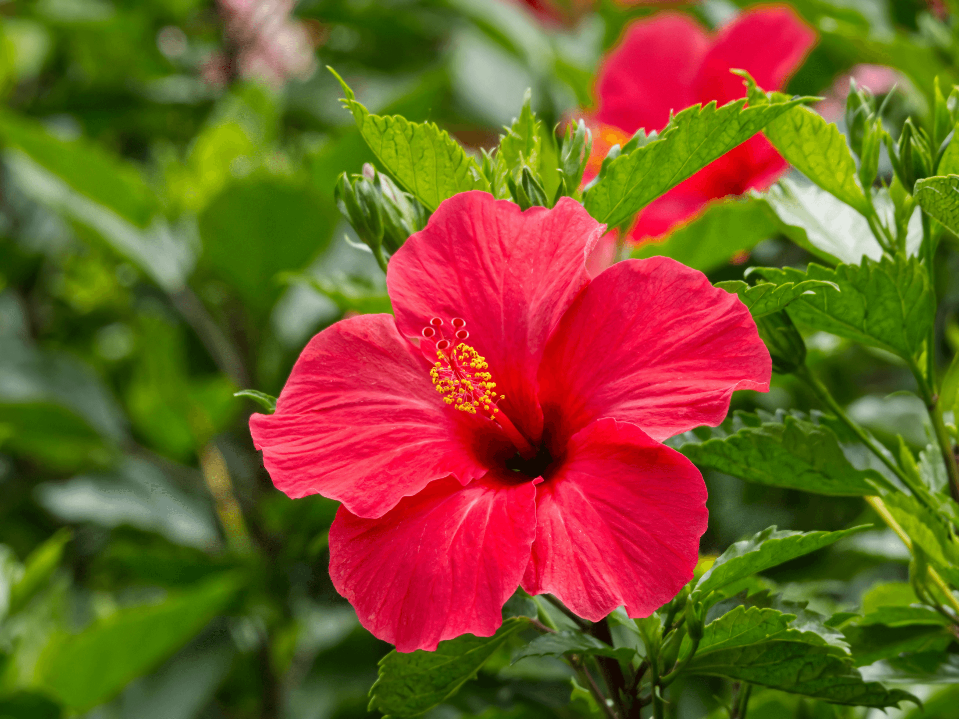 Foto de Hibisco