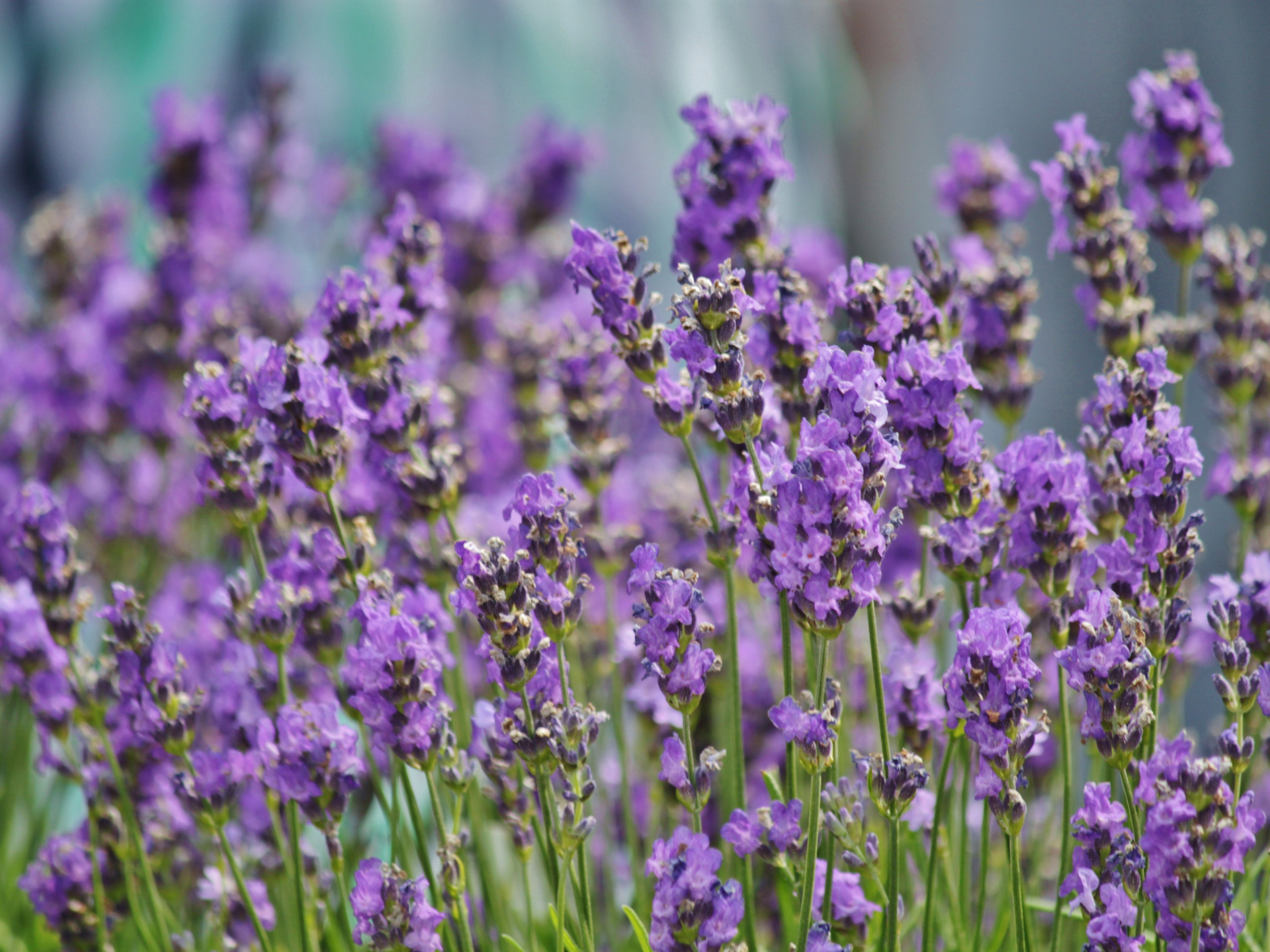 Foto de Lavanda